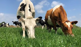 Why grazing and grass make economic sense